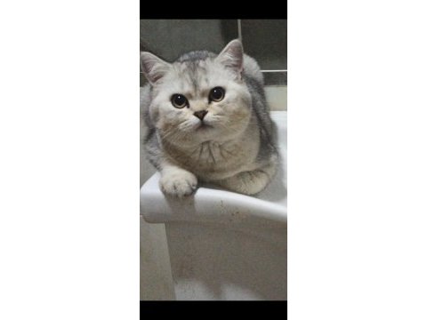 British shorthair yavrumu sahiplendiriyorum