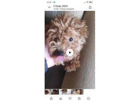 23 temmuz doğumlu erkek toy poodle