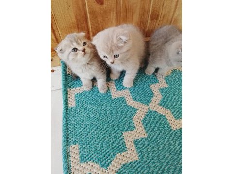 Scottish fold 40 günlük