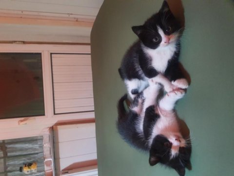 60 günlük exotic shorthair kırma ücretsiz