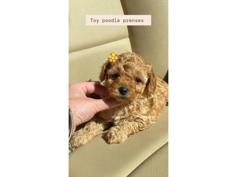 Kore poodle puppy