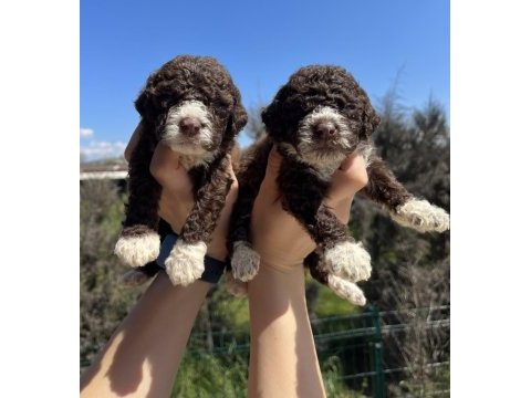 Mükemmel lagotto romagnolo yavrularımız