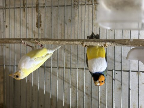 Goldian finch ve ispinoz türleri
