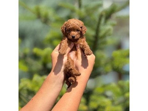 Pofuduk poodle yavrularımız