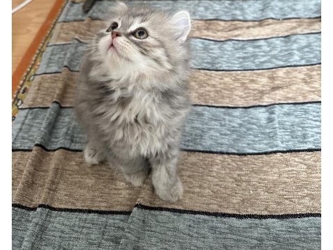 2 aylık british longhair yavrular yuvalanmaya hazır