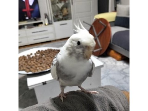 7 aylık erkek sultan papağanı