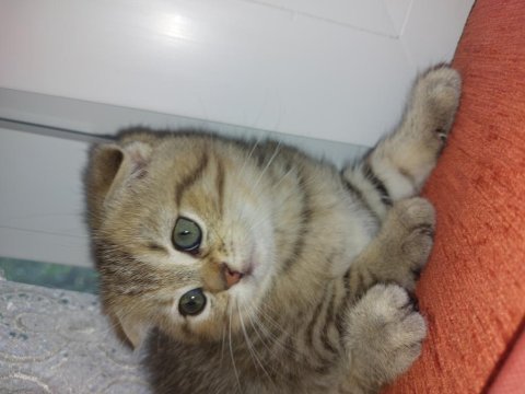 Scottish fold