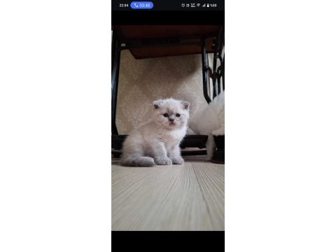 Lynx blue point british shorthair yavrular