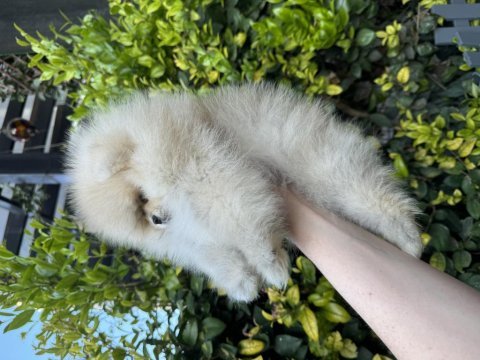 Ayı surat dişi pomeranian boo