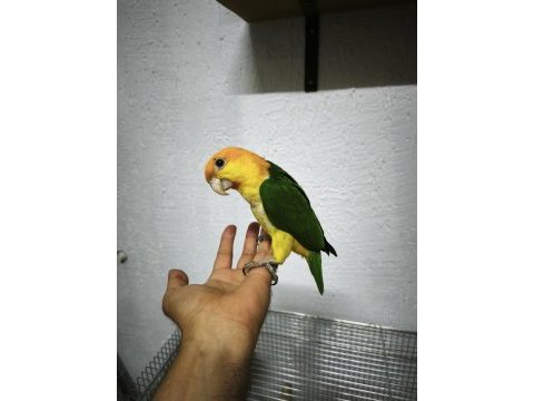 Oyuncu renk güzeli caique bebekler