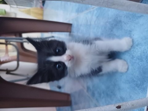 Bahçede baktığım yavru kediler