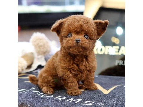 Mukummel kalıtedekı toy poodle yavrularımız