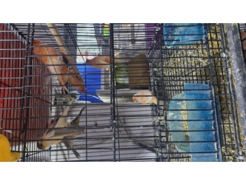 Kanaryalar birbirinden güzel öten kuşlar