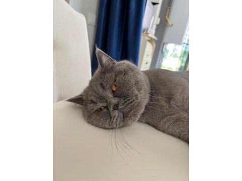 4 yaşında erkek british shorthair