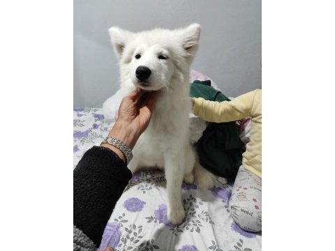 Samoyed dişi 1,5 yaşında