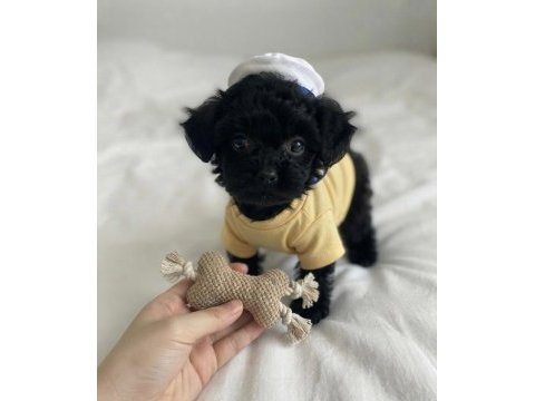 Ev ortamından siyah toy poodle yavrular