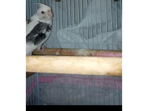 Erkek sultan papağanı melodik ötüyor