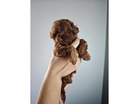 Orjinal toy poodle
