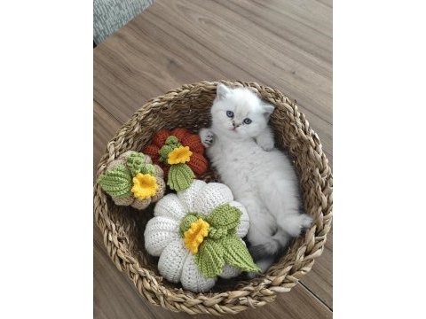 British shorthair rezerve edilir