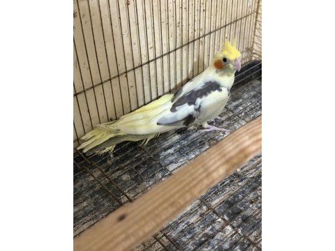 8-9 aylık eşe hazır genç damızlık dişi sultan papağanı