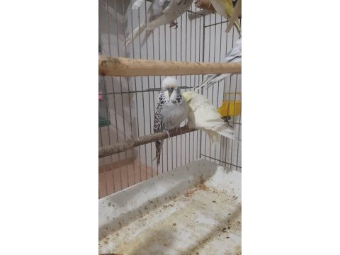 Muhabbet kuşlar