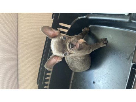 3 aylık french bulldog