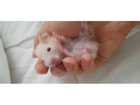 Saf teddy yavru hamster (açıklama)