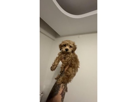 2.5 aylık maltipoo teacup