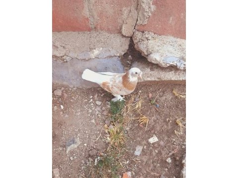 Sarı ala perçem erkek güvercin 81 ile gönderim vardır