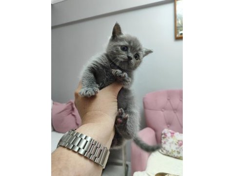 Anne ragdoll baba british shorthair