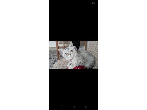 British shorthair silver tabby