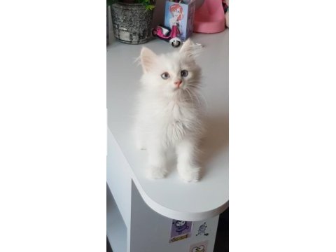 British longhair golden point ve silver