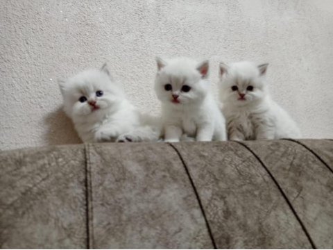 Koca kafa gerçek british shorthair yavruları
