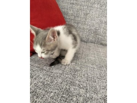 Ücretsiz british shorthair yavru sahiplendirme