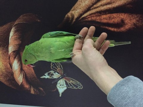 Konuşan pakistan papağanı