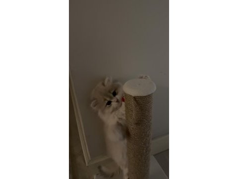 Saf kan british longhair golden