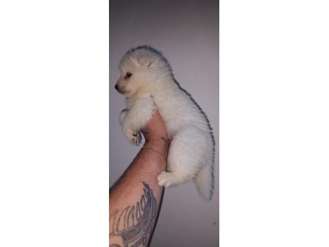 Samoyed yavrularımız ırk garantilidir