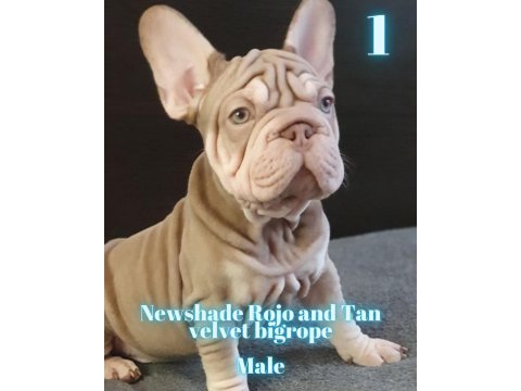 Türkiye de tek velvet bigrope french bulldog yavrular