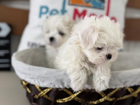 Petmode köpek çiftliğinden kore kan maltese