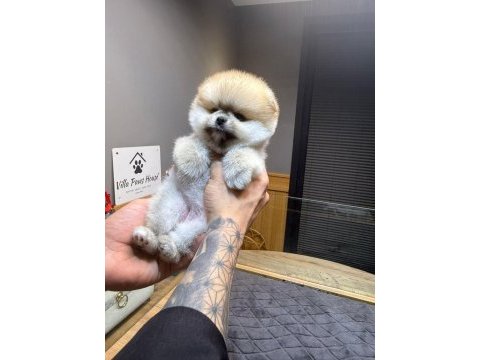 Orjinal ırk ve sağlık garantili pomeranian yavrular