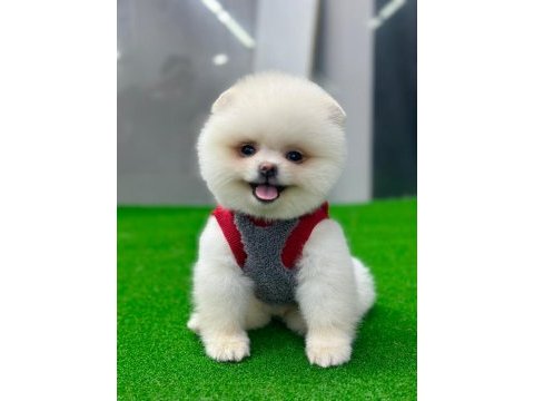 Pomeranian boo yavrumuza yuva arıyoruz