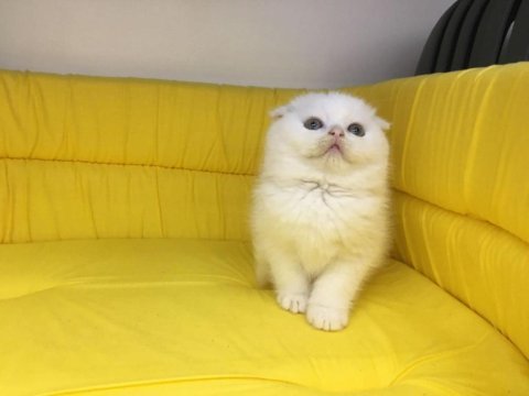 Beyaz scottish fold yavrumuz