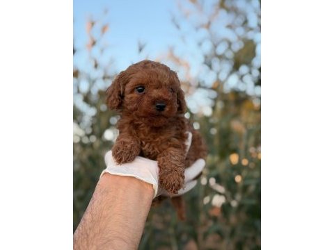 Herkes poodle sahibi olsun