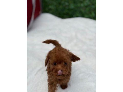 Aşılı karneli toypoodle yavrularımız 