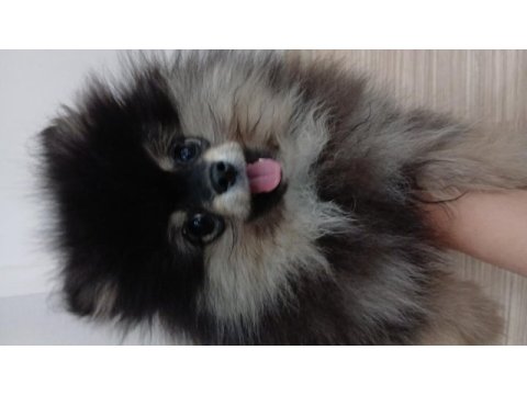 Black tan çok kaliteli pomeranian