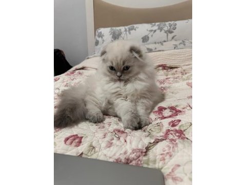 Scottish longhair
