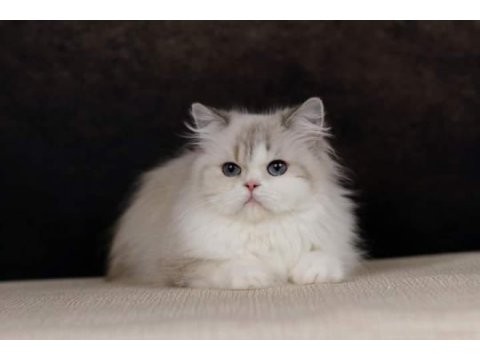 Özel bir british longhair kedimiz