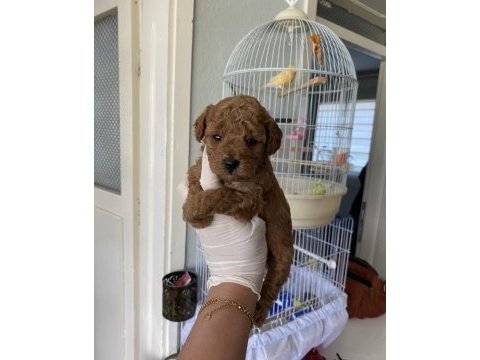 Evimizin neşesi minik poodle