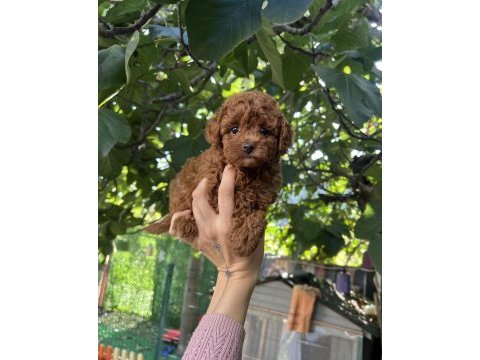 Safkan kore teacup poodle yavrularımız