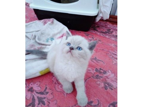 Blue point bebek kediler